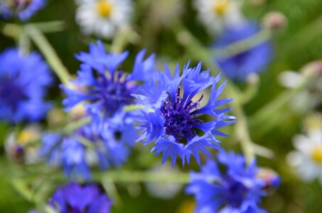 Blue flowers meadow photo
