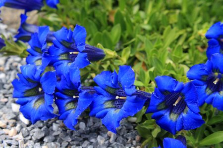 Alpine flower flowers blue photo