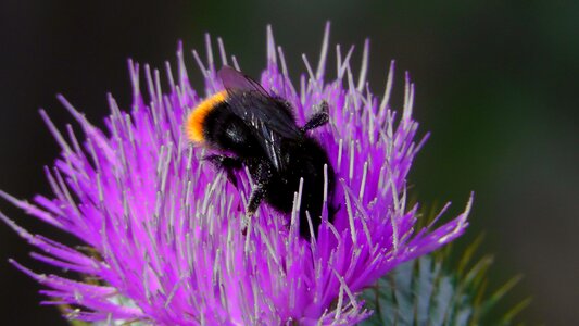 Hummelfliege summer flower