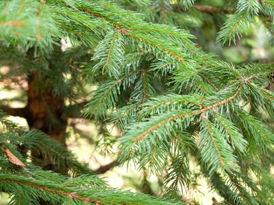 Fine Tree