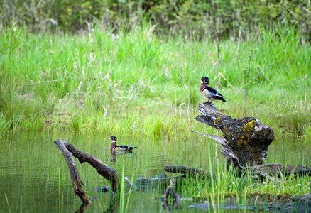 Couple ducks grace