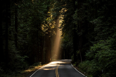 Sunlight and road through the forest photo
