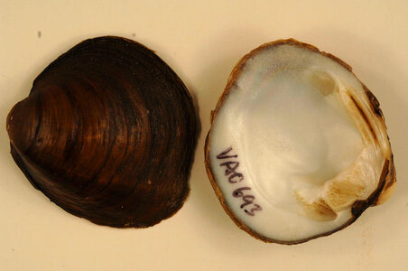 Pleurobema plenum