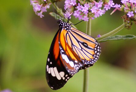 Animal arthropod Asclepias tuberosa