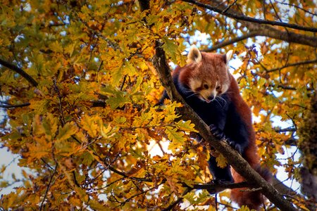 Animal autumn autumn season