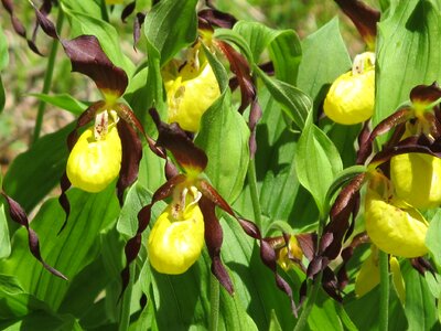 Blossom bloom orchid