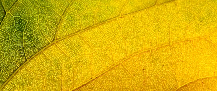 Nature green natural