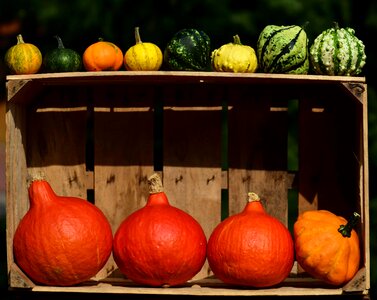 Autumn autumn season beautiful photo