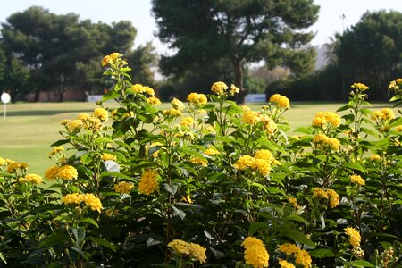 Garden lawn flowers photo