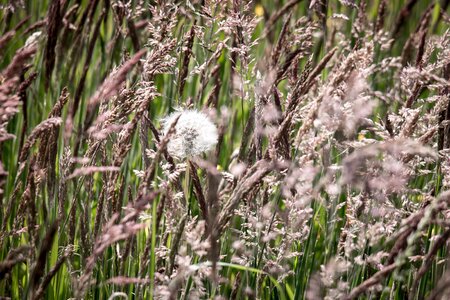 Wild grass wild meadow photo