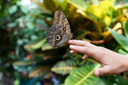 Insect wing hand photo