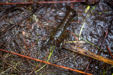 Panama City crayfish-1