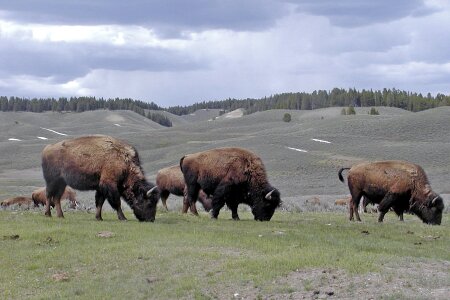 Wild cattle bovine photo