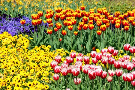 Tulips spring easter