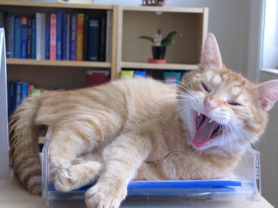 Pet cat face head