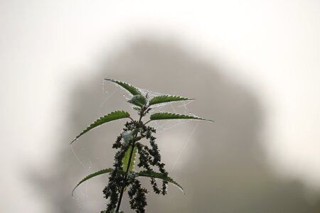 Nettle nature landscape