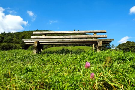 Bench field flora