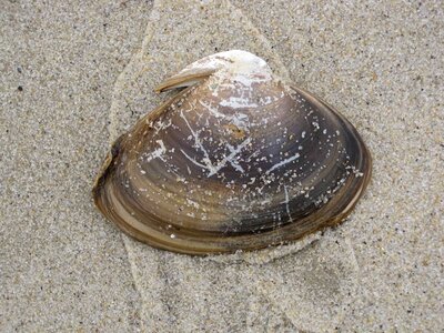 Brown conch mare