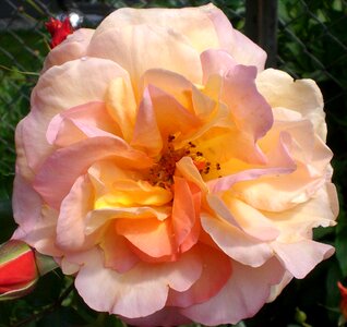 Blossom bloom romantic