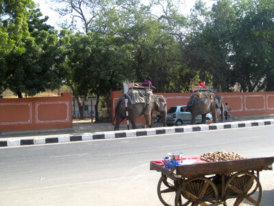Elephants India Road photo