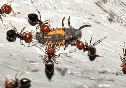 Ant crematogaster scutellaris