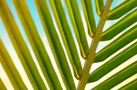 Palm summer leaves photo