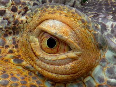 Reptile dragon lizard photo