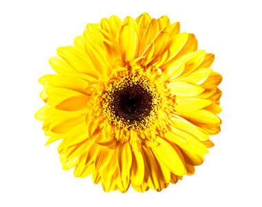 Yellow Gerbera Flower photo