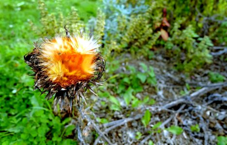 Daylight environment flora photo