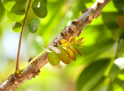 Bark blossom branch