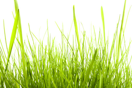 Grass on White photo