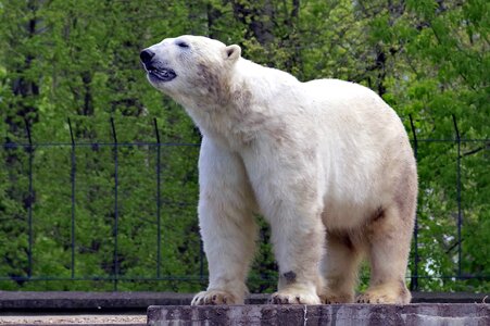 Animals bear fur photo