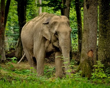 Wild mammal wildlife