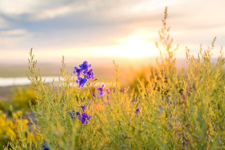 Vegetation summer sunset