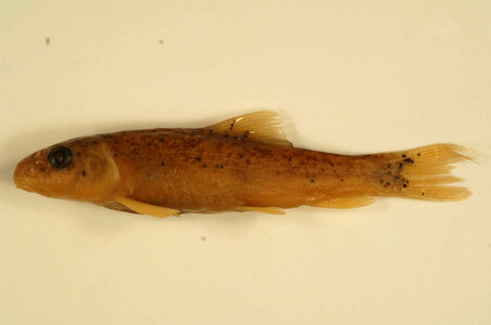 Catostomus commersonii-1