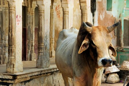 Mandawa sacred cow guardian temple