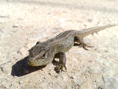 Nature reptile animal