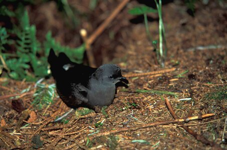 Bird filter Hydrobates pelagicus