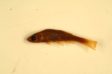 Lythrurus fumeus-5