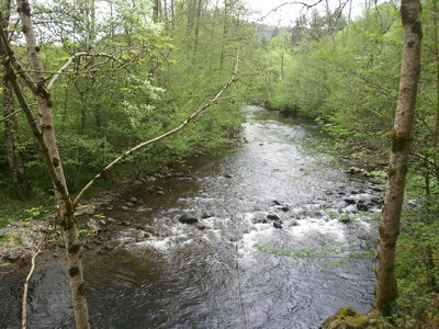 Water of a brook in early summer