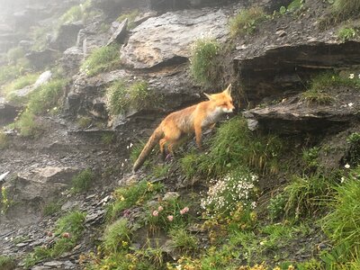 Wild Fox in Harder Kulm Interlaken Switzerland photo