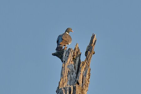 Pigeon wild wildlife photo