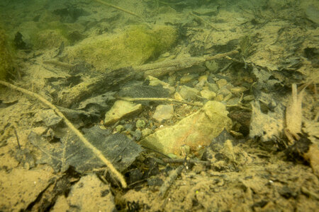 Bluegill on nest-6