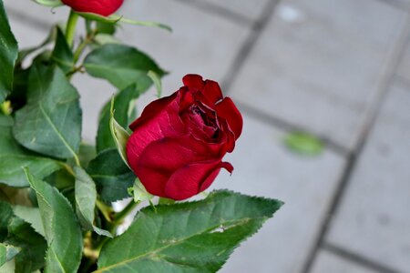 Petal bud rose photo