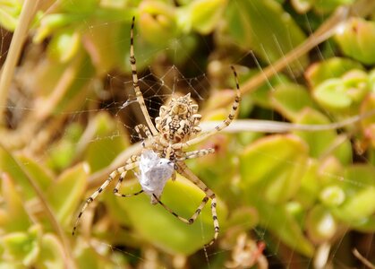 Cobweb close up macro