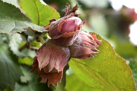Flora food fruit