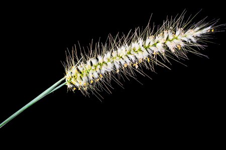 Spike close up plant