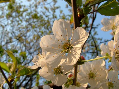 Spring cherry tree blossom photo