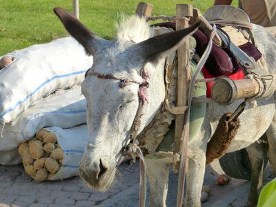 Packed animal workhorse