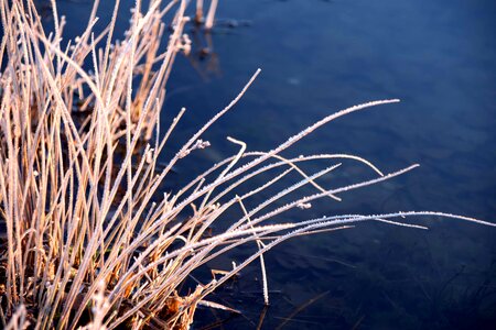 Landscape nature plant